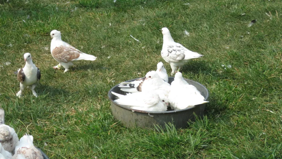 Frills Bathing-1