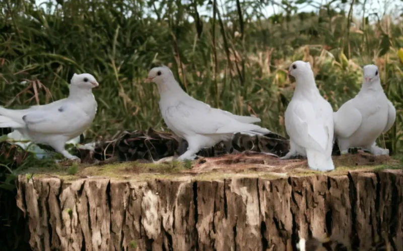 Dirty White Frills sitting on stump
